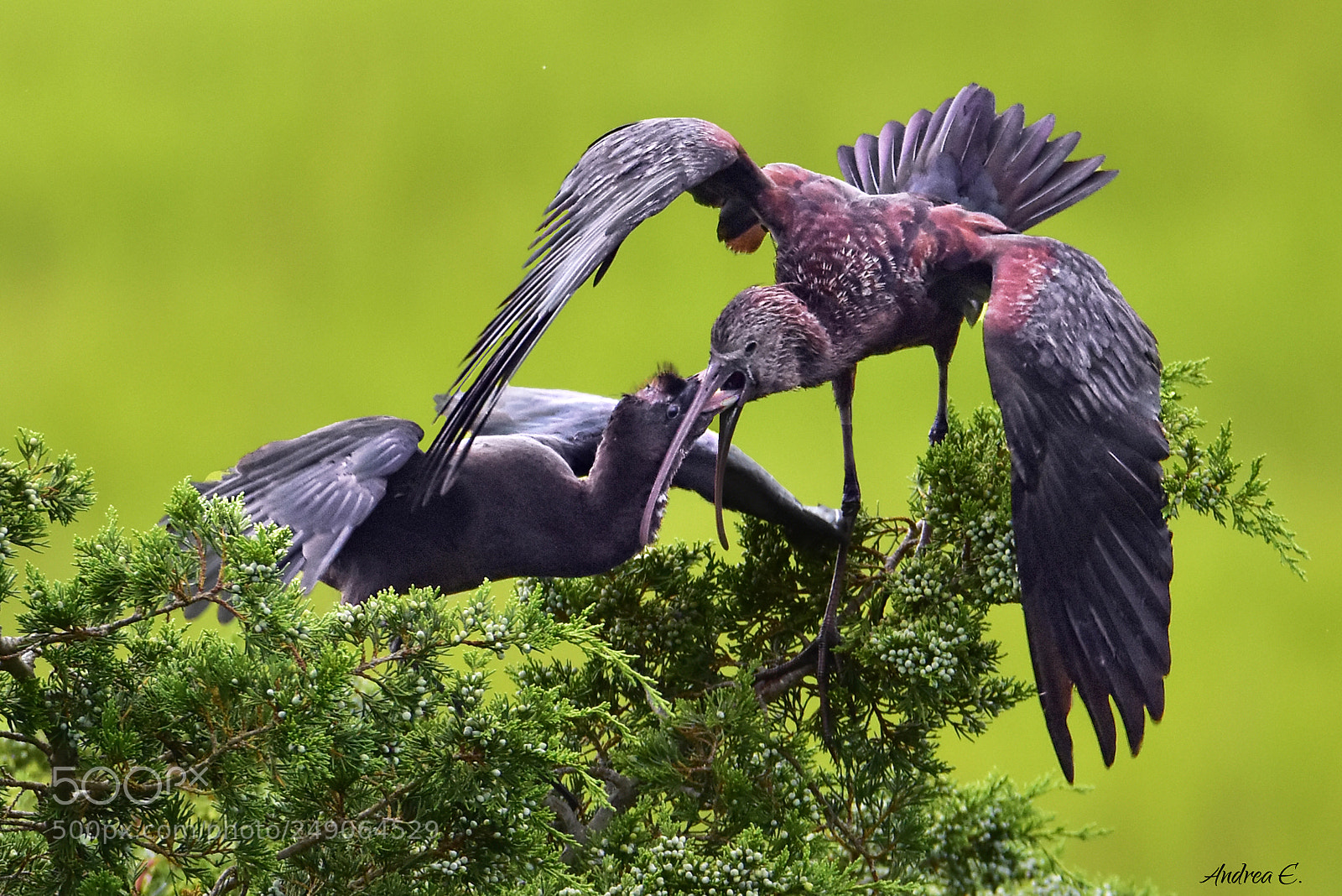 Nikon D7200 sample photo. Hungry ibis photography