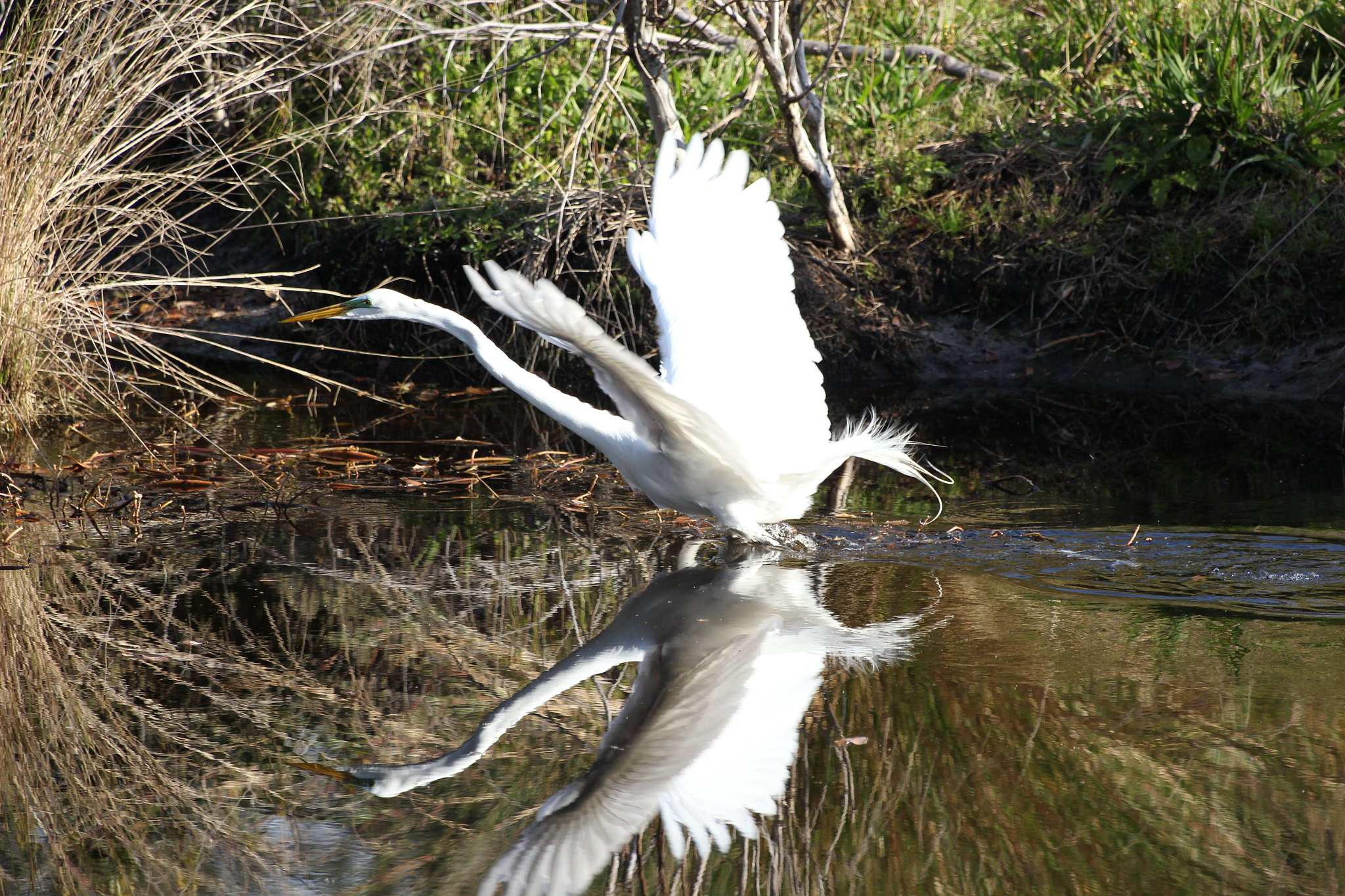 Canon EOS 550D (EOS Rebel T2i / EOS Kiss X4) + Canon EF 70-300 F4-5.6 IS II USM sample photo. Great white egret photography