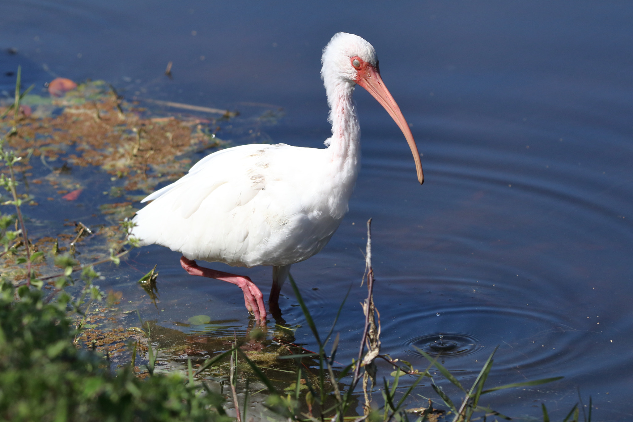 Sigma 150-600mm F5-6.3 DG OS HSM | C sample photo. Ibis photography