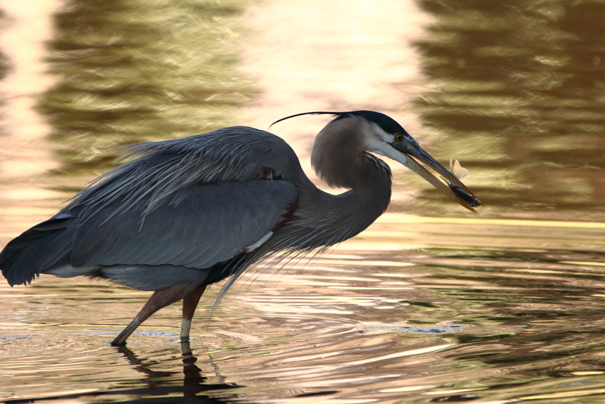 Sigma 150-600mm F5-6.3 DG OS HSM | C sample photo. Great blue heron with fish photography