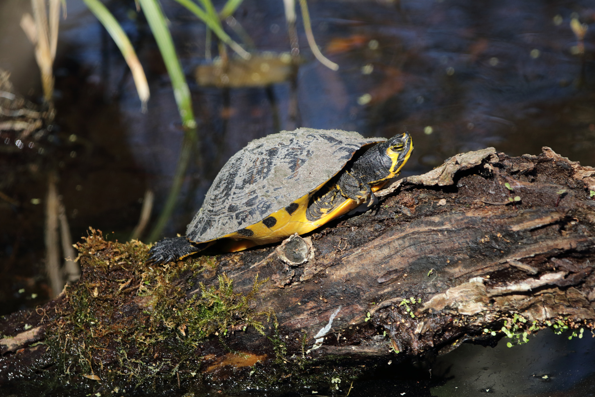 Sigma 150-600mm F5-6.3 DG OS HSM | C sample photo. Happy turtle photography
