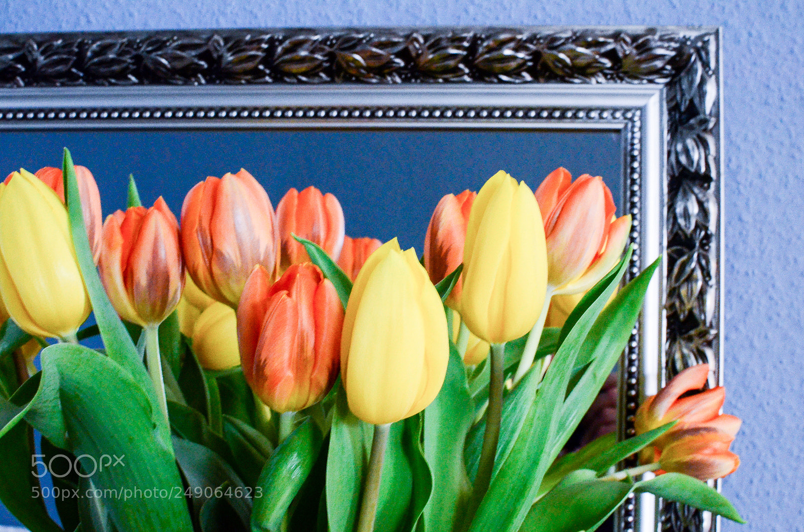 Nikon D5100 sample photo. Spring photography