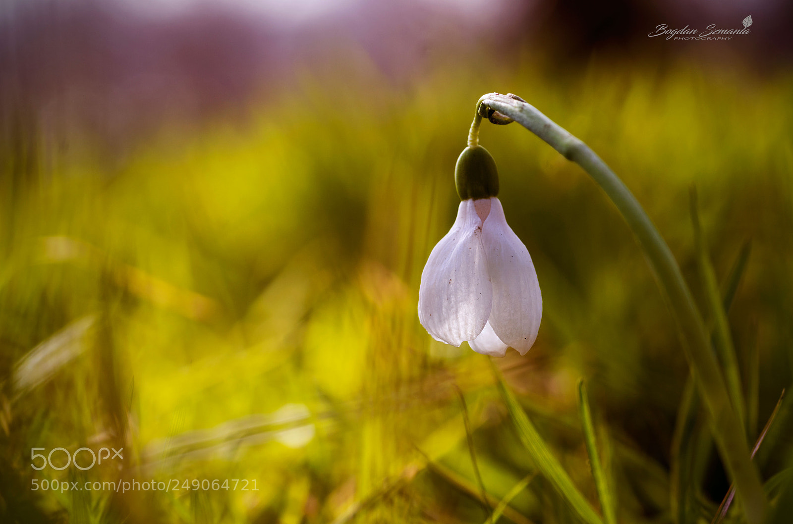 Nikon D5200 sample photo. Spring photography