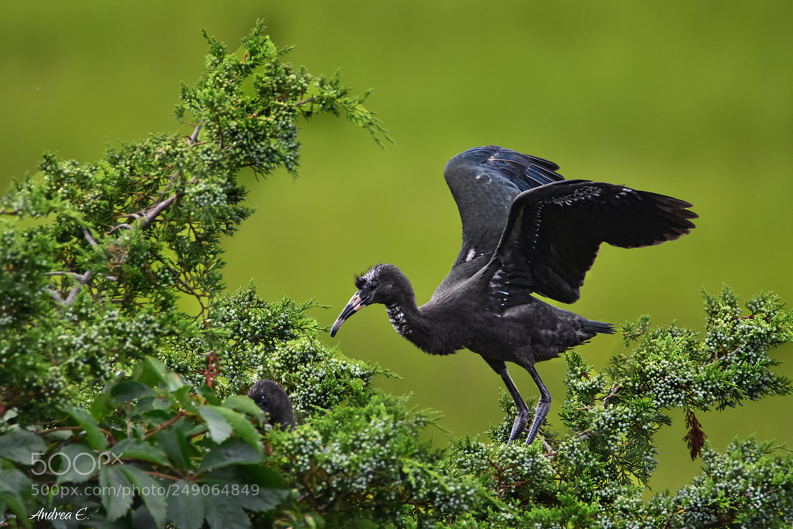 Nikon D7200 sample photo. Ibis fledgling photography