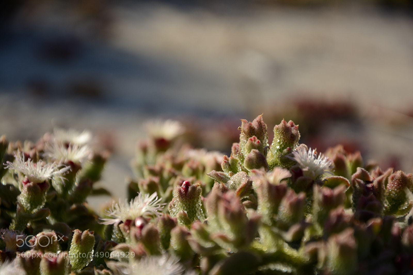 Nikon D5200 sample photo. Flowers in the sand photography