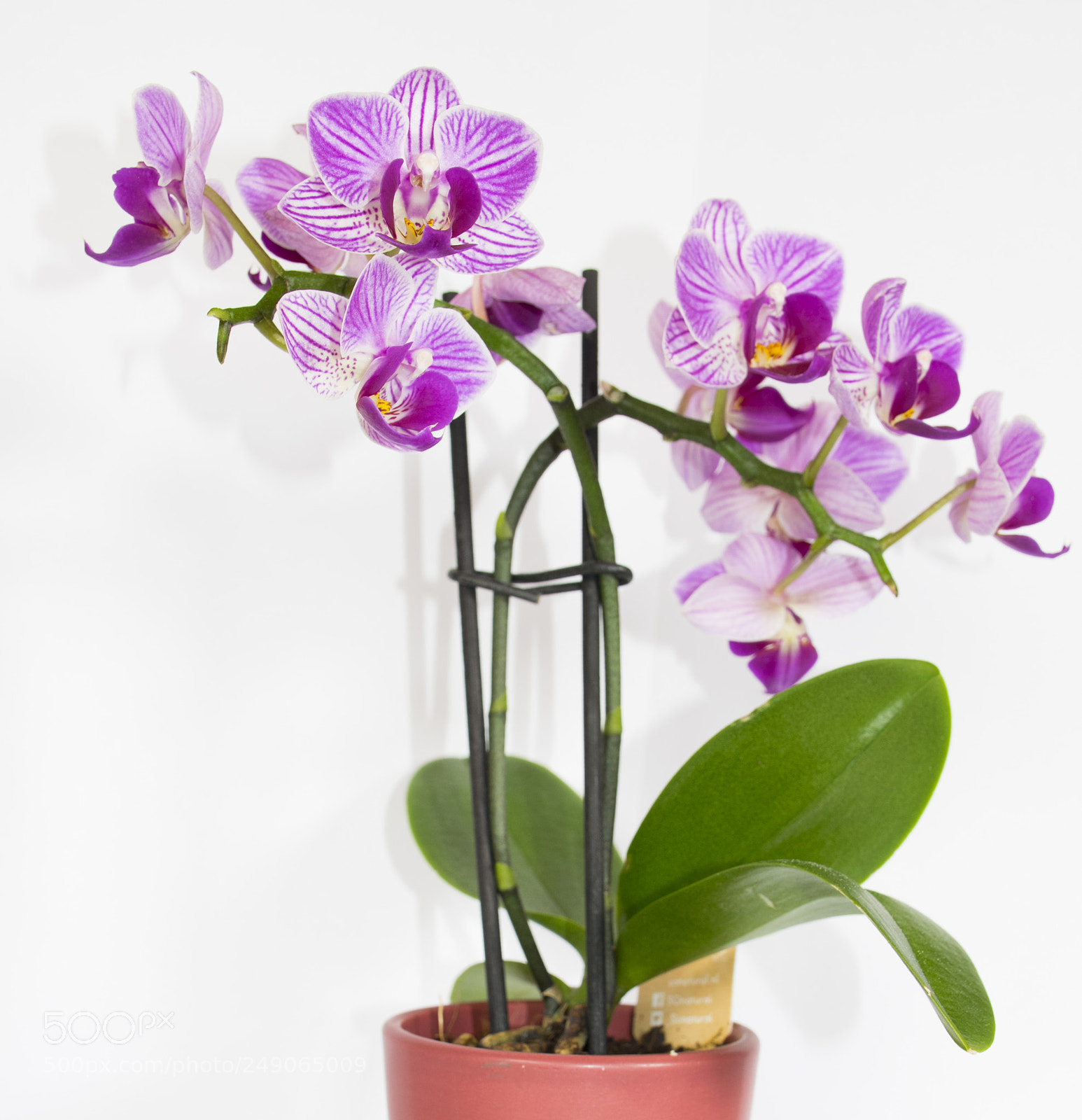 Nikon D5300 sample photo. Orquídea photography