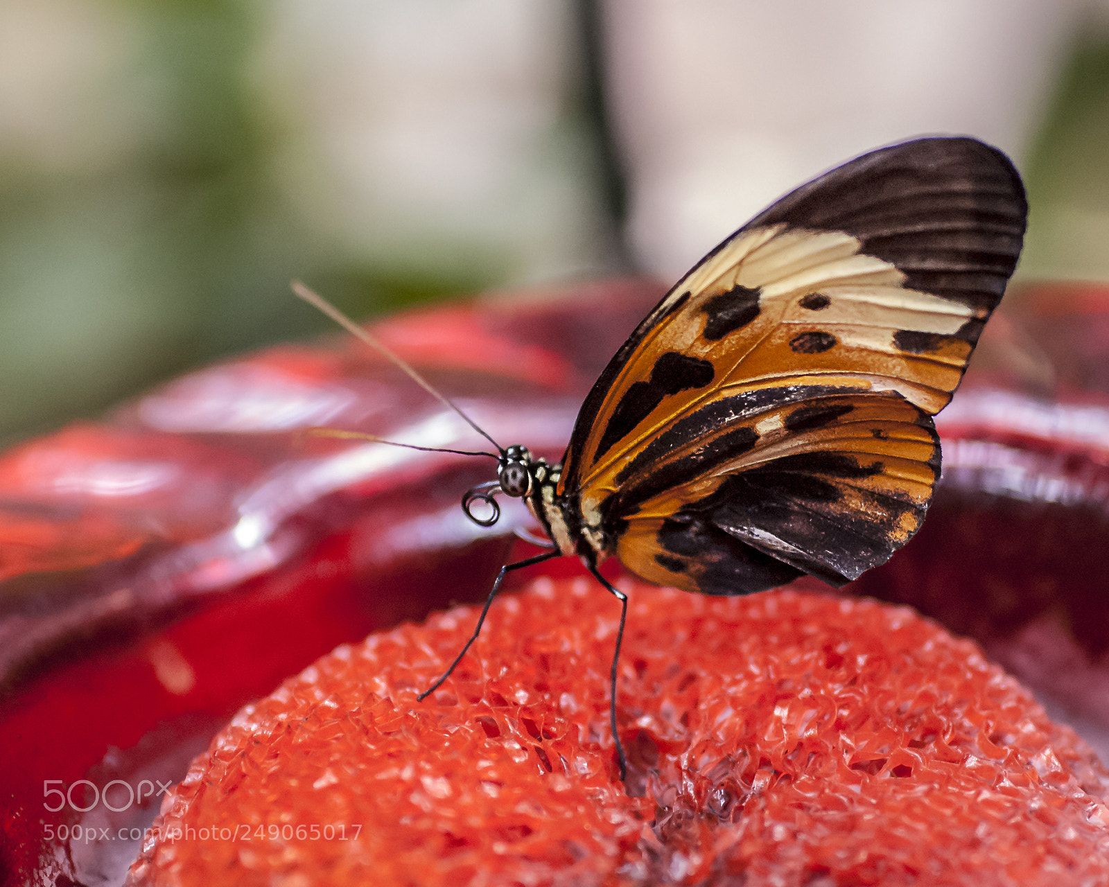 Nikon D200 sample photo. Glassywing photography