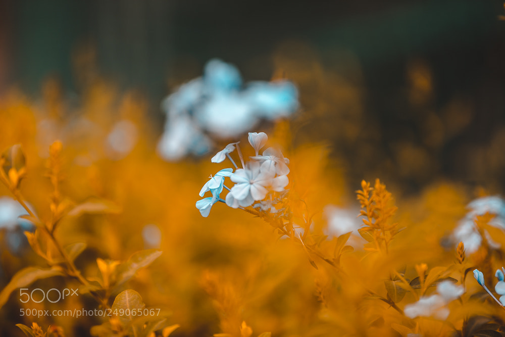 Canon EOS 5D Mark IV sample photo. Bokeh flowers photography