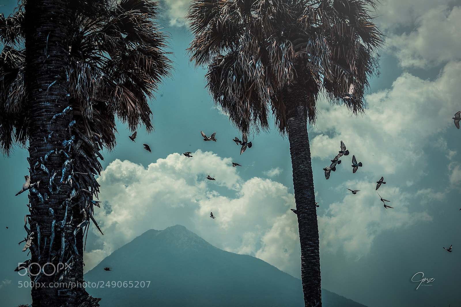 Nikon D800E sample photo. Flying away photography