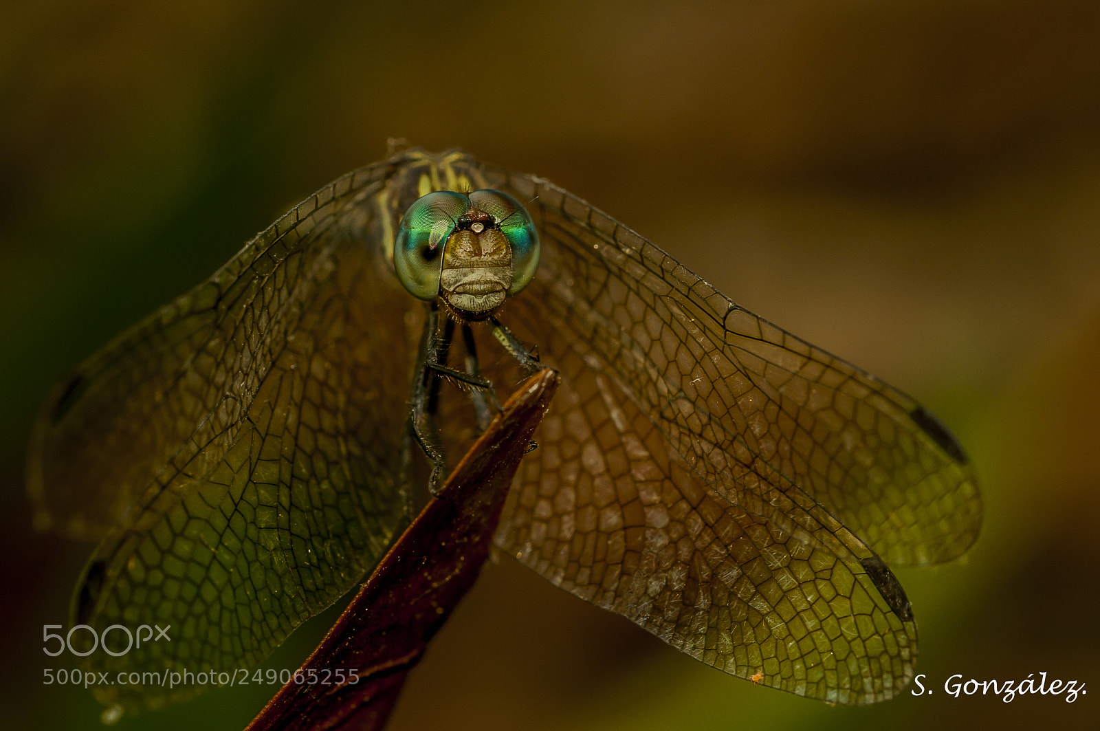 Nikon D90 sample photo. Dragonfly photography