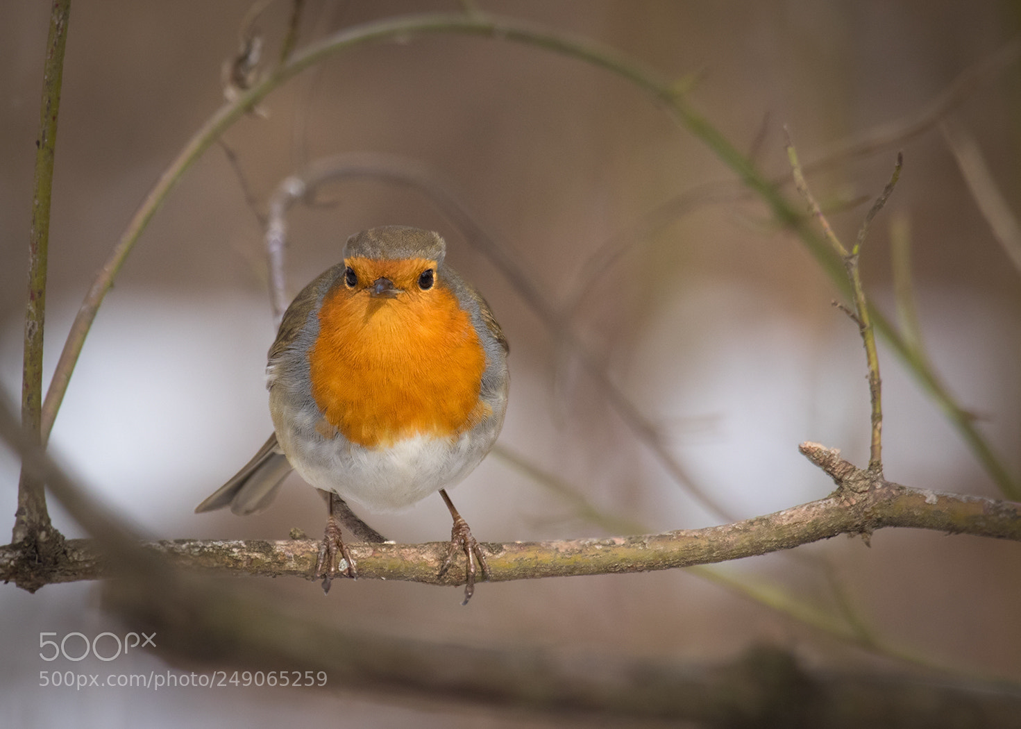 Canon EOS 7D Mark II sample photo. Robin photography