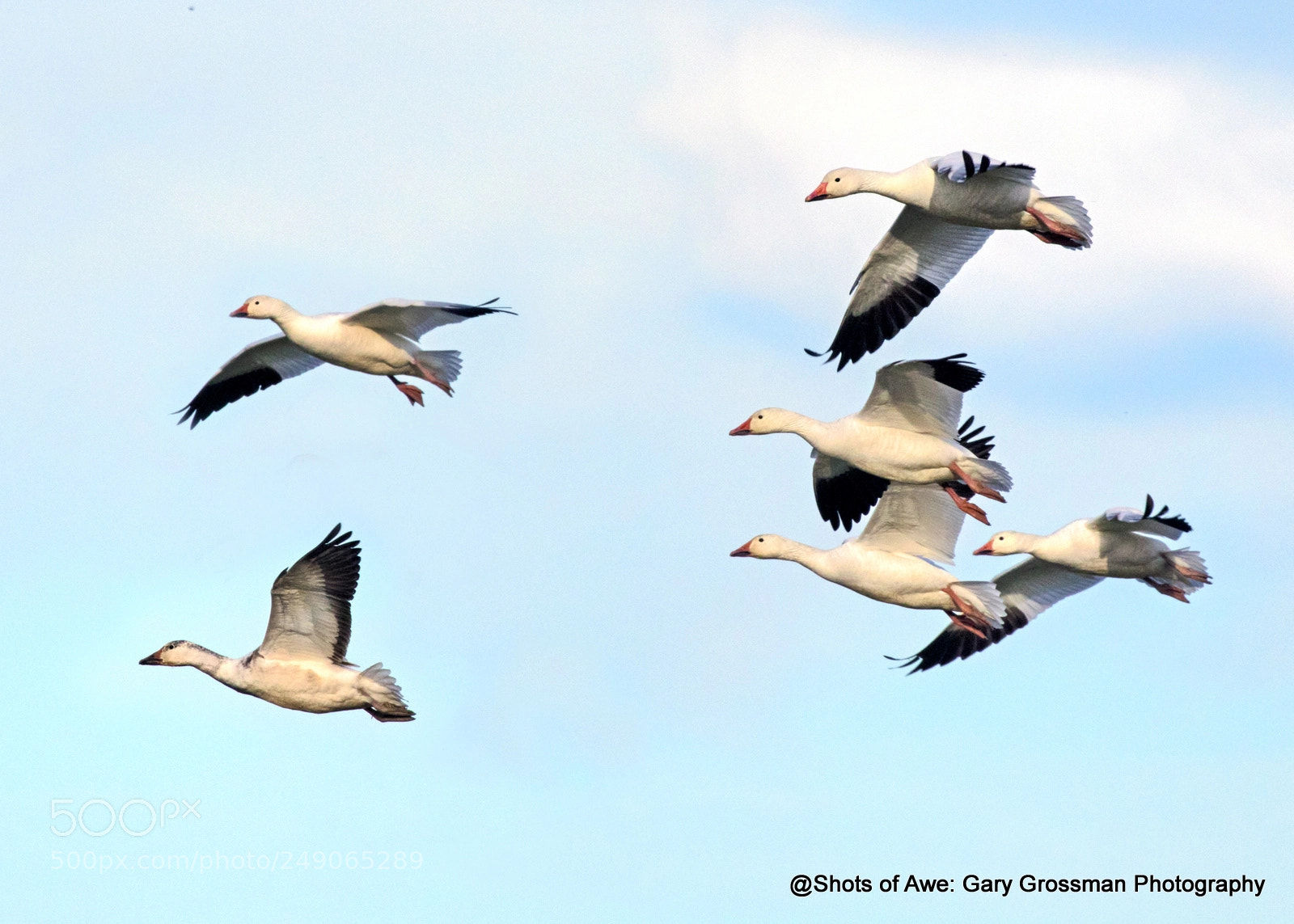 Canon EOS 7D Mark II sample photo. Snow geese photography