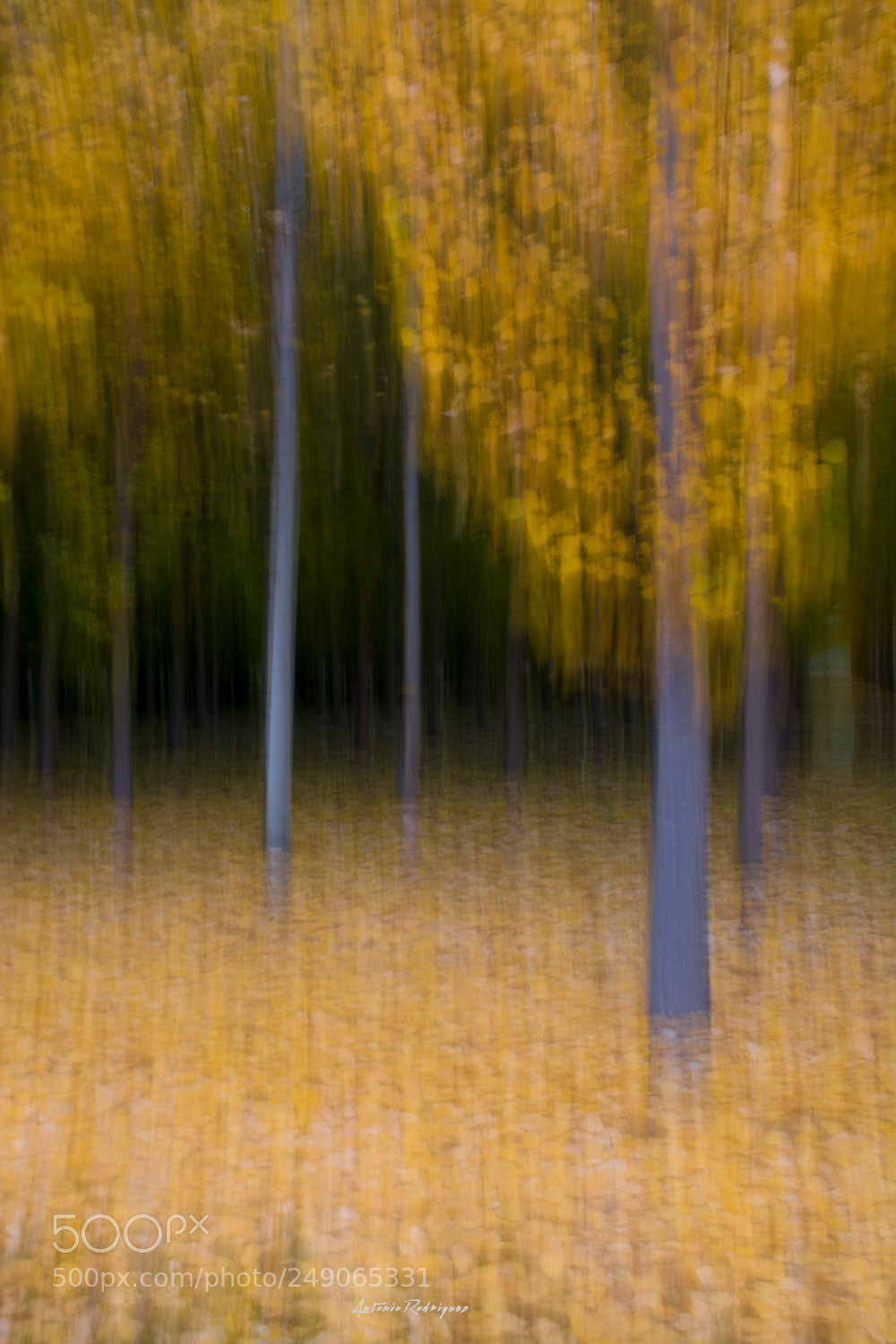 Nikon D7100 sample photo. Otoño photography
