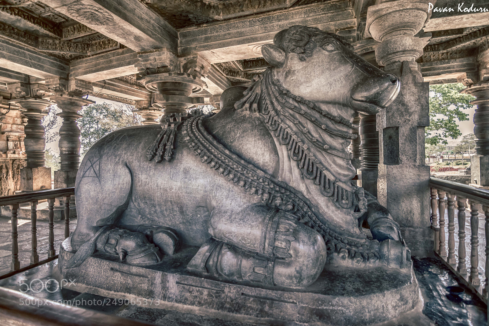 Nikon D3300 sample photo. The bull photography