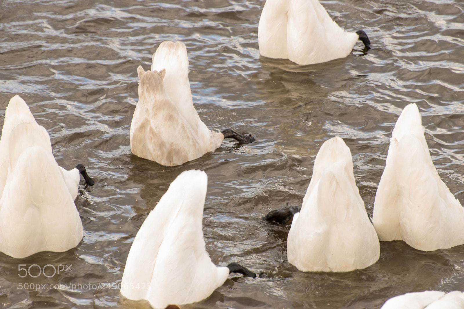 Nikon D610 sample photo. Synchronised swans photography