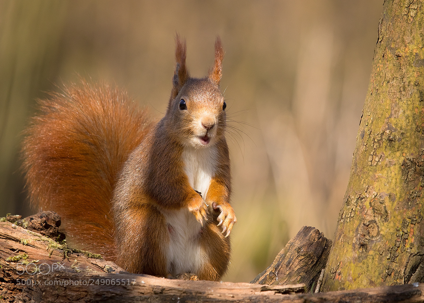 Canon EOS 7D Mark II sample photo. Squirrel photography