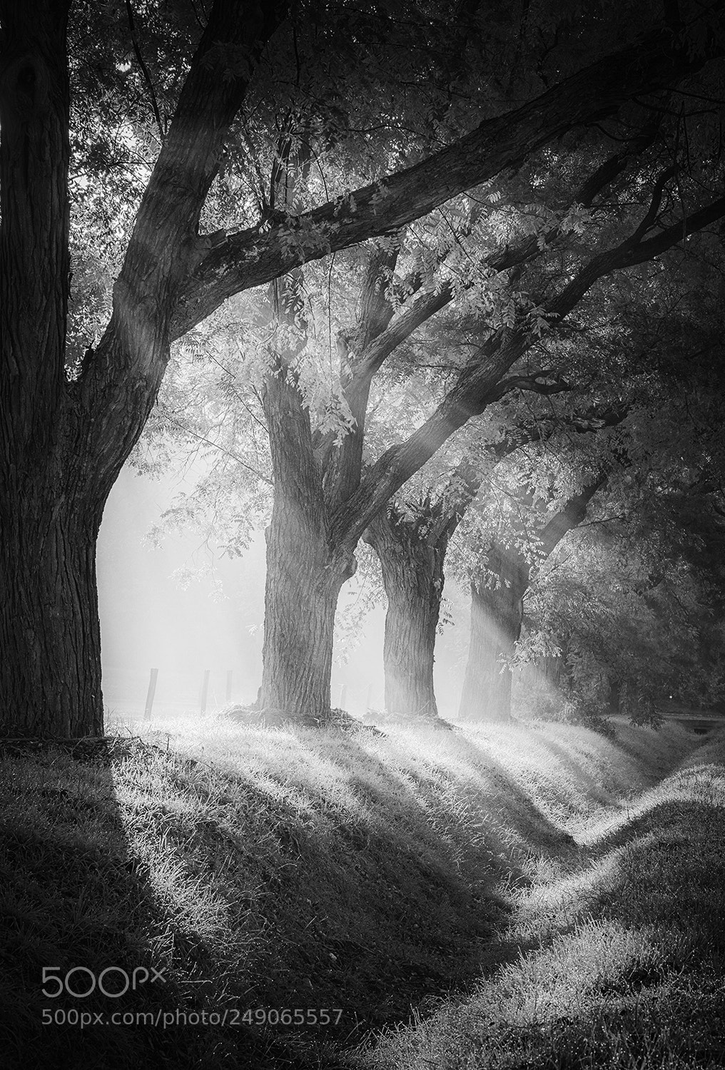 Sony Alpha DSLR-A900 sample photo. Trees in the light photography