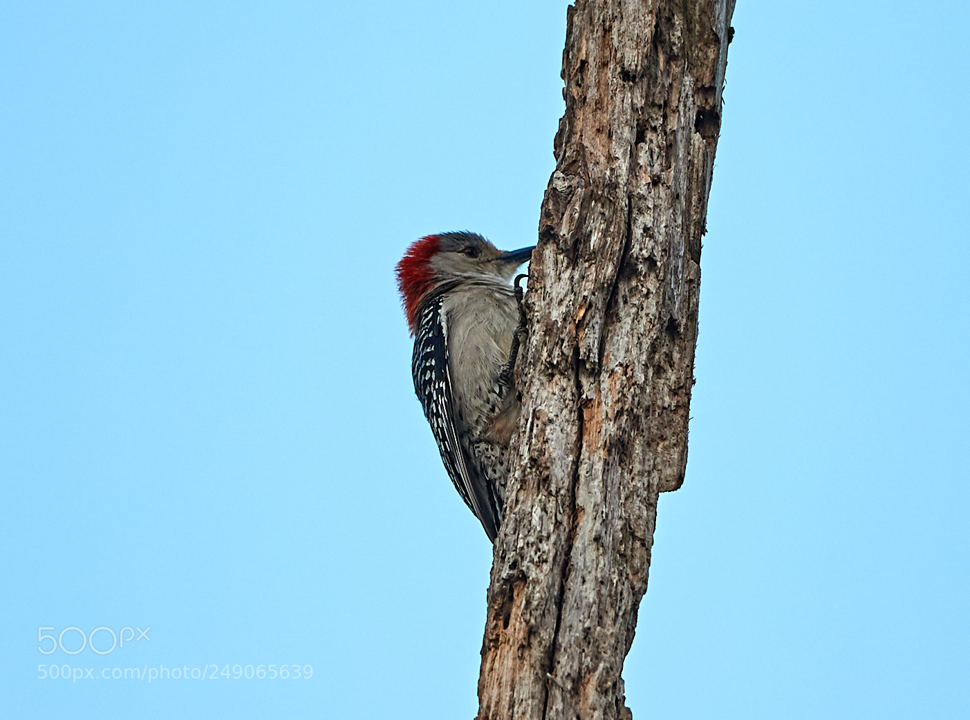 Canon EOS-1D X Mark II sample photo. 03-12-18-0007400.jpg photography