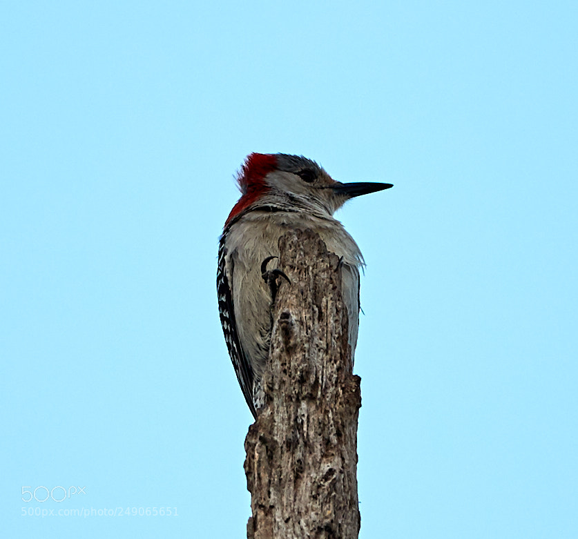 Canon EOS-1D X Mark II sample photo. 03-12-18-0007398.jpg photography