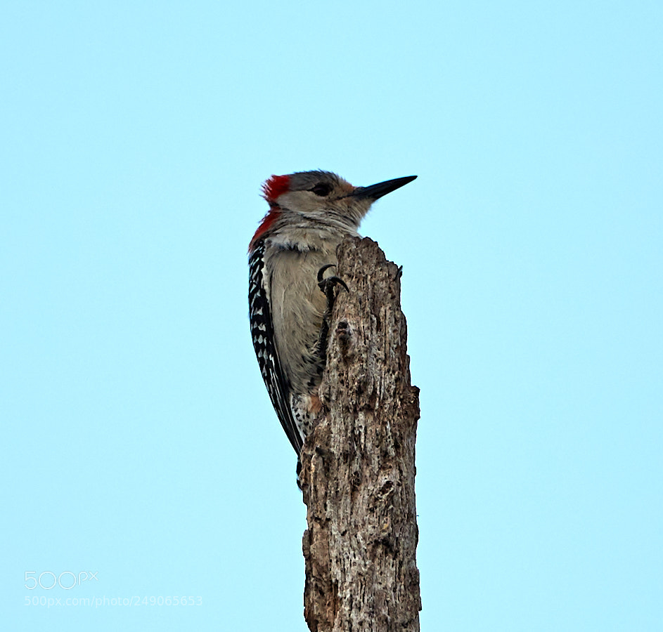 Canon EOS-1D X Mark II sample photo. 03-12-18-0007397.jpg photography