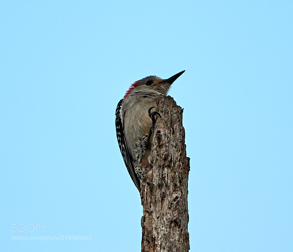 Canon EOS-1D X Mark II sample photo. 03-12-18-0007395.jpg photography