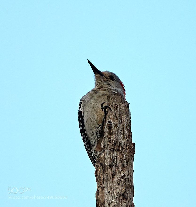 Canon EOS-1D X Mark II sample photo. 03-12-18-0007396.jpg photography