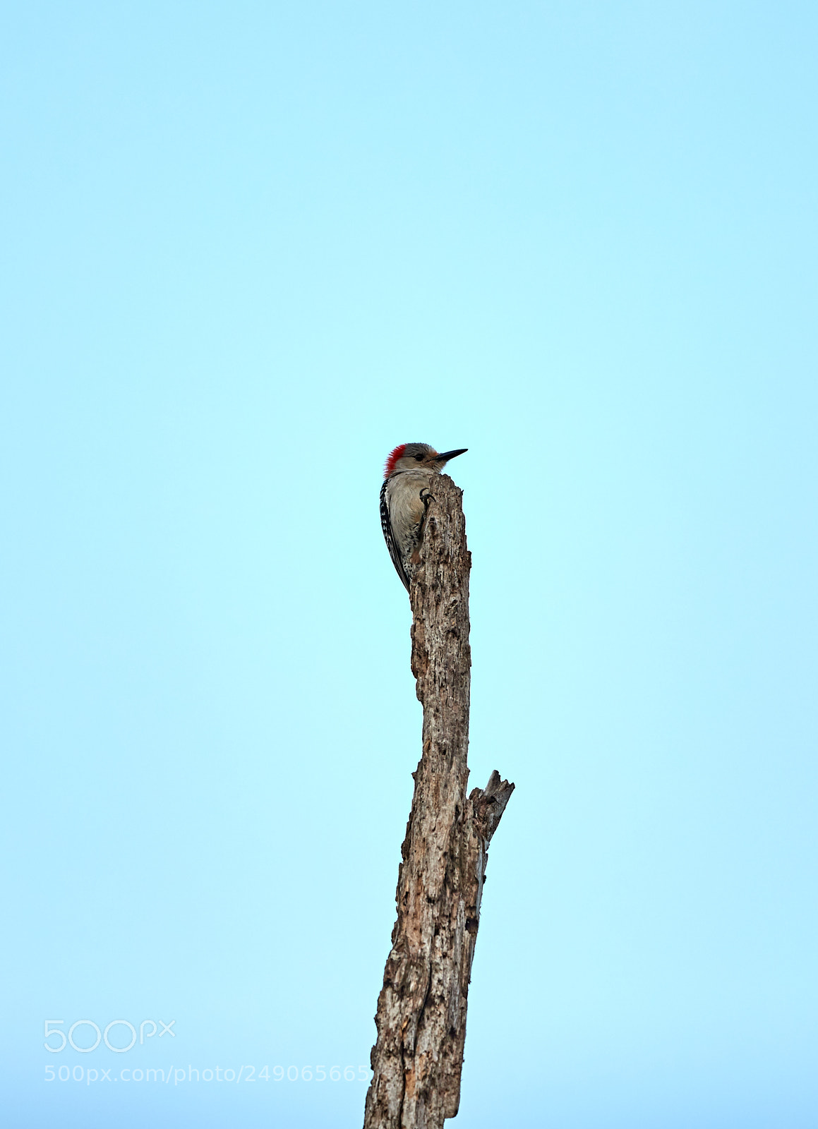 Canon EOS-1D X Mark II sample photo. 03-12-18-0007394.jpg photography