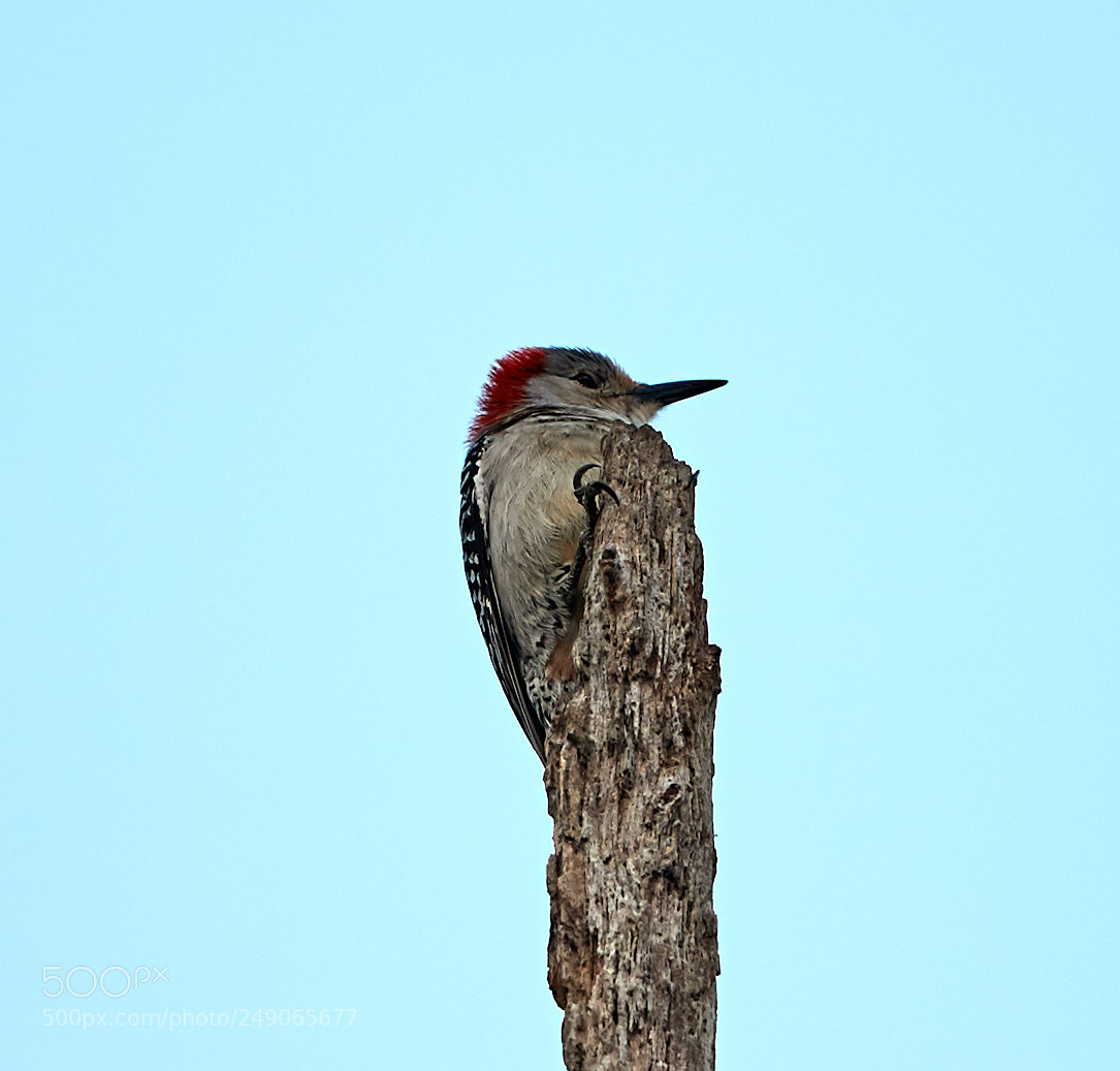 Canon EOS-1D X Mark II sample photo. 03-12-18-0007393.jpg photography
