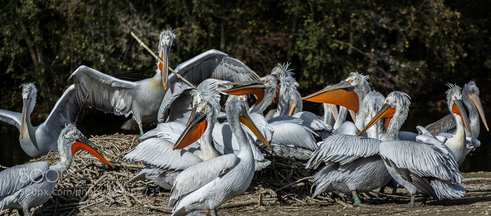 Nikon D7100 sample photo. Le roi p lican photography