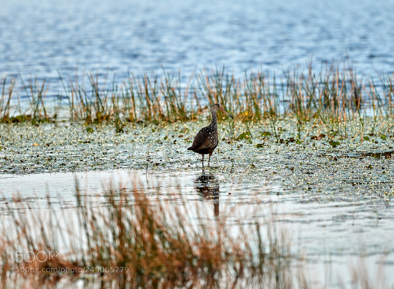 Canon EOS-1D X Mark II sample photo. 03-12-18-0007383.jpg photography