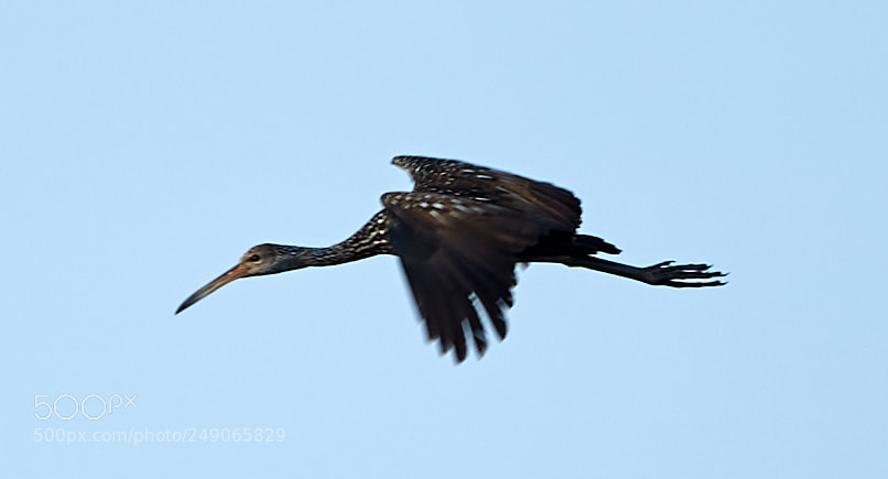 Canon EOS-1D X Mark II sample photo. 03-12-18-0007372.jpg photography
