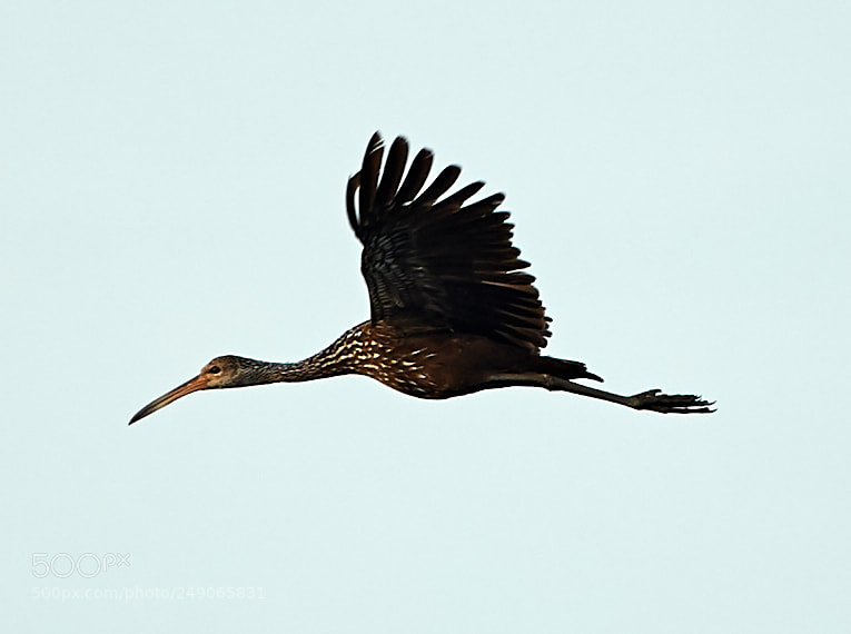 Canon EOS-1D X Mark II sample photo. 03-12-18-0007371.jpg photography