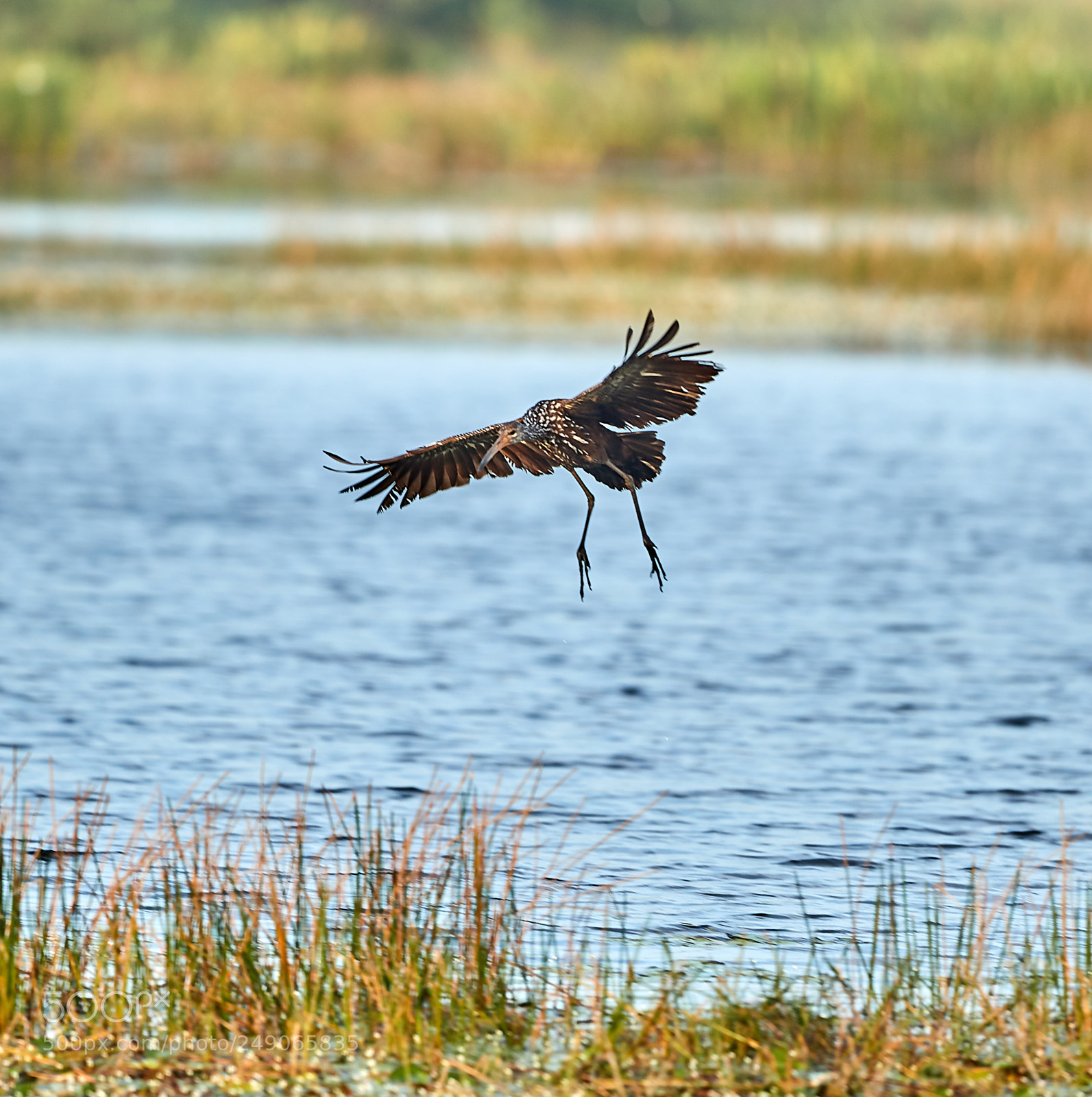 Canon EOS-1D X Mark II sample photo. 03-12-18-0007370 1.jpg photography