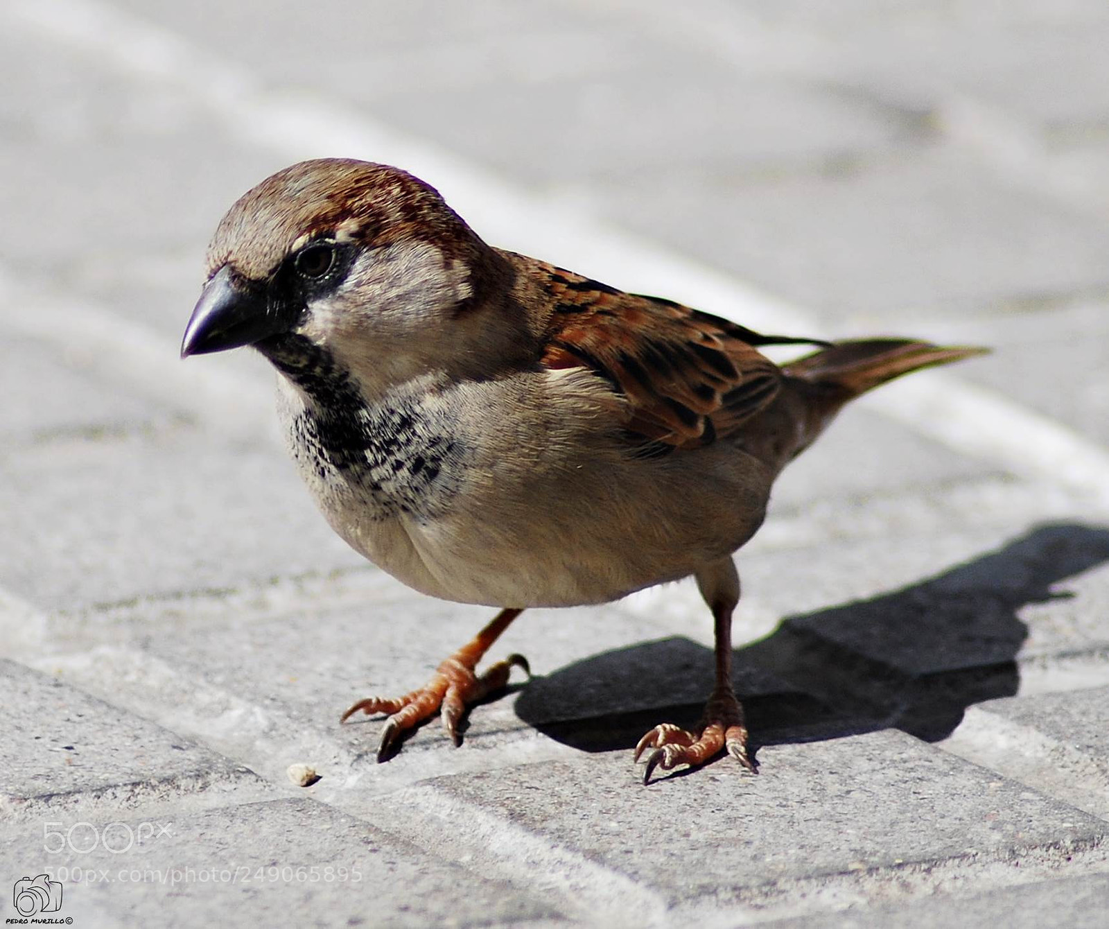 Nikon D60 sample photo. Untitled photography