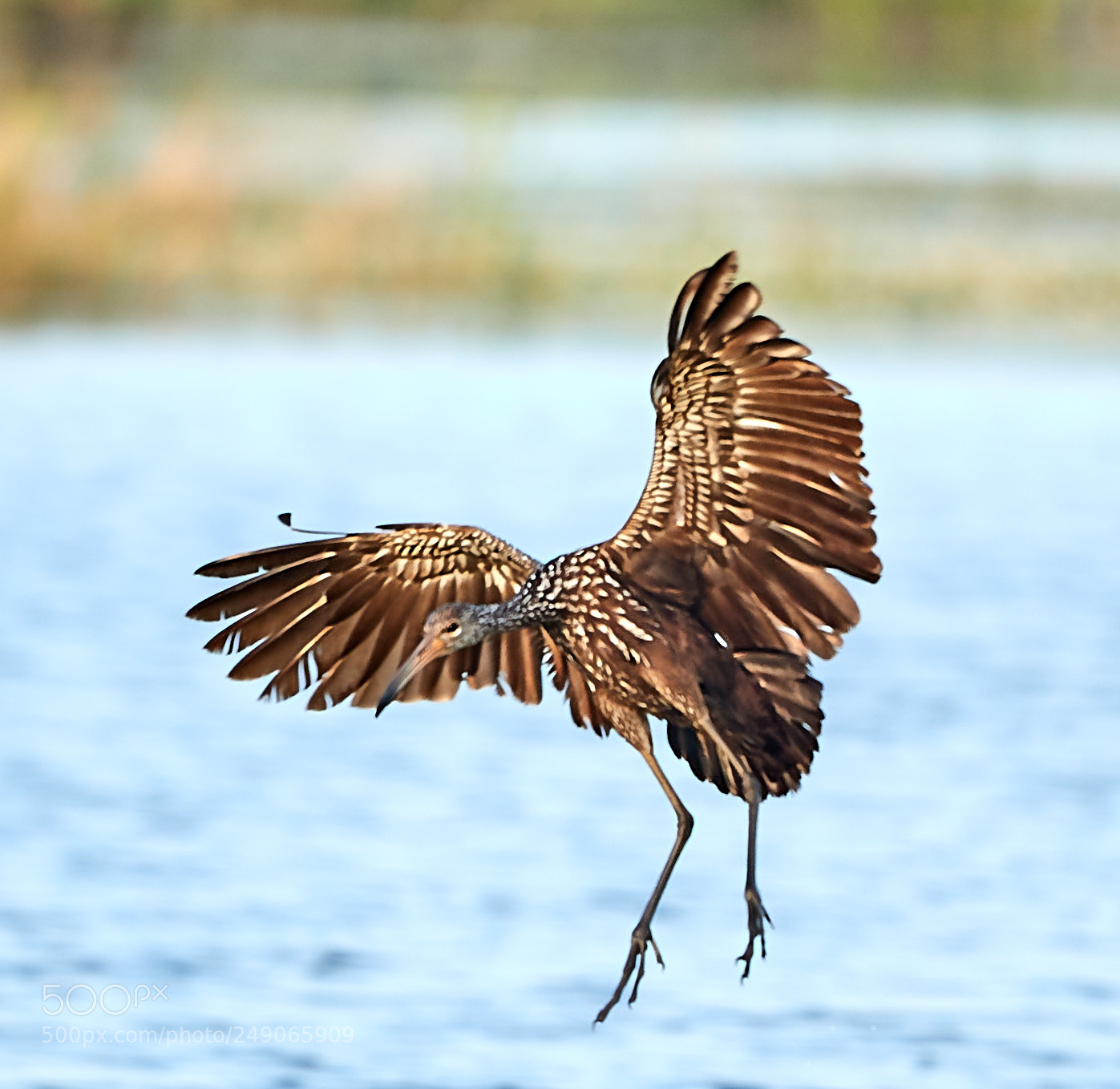 Canon EOS-1D X Mark II sample photo. 03-12-18-0007368.jpg photography