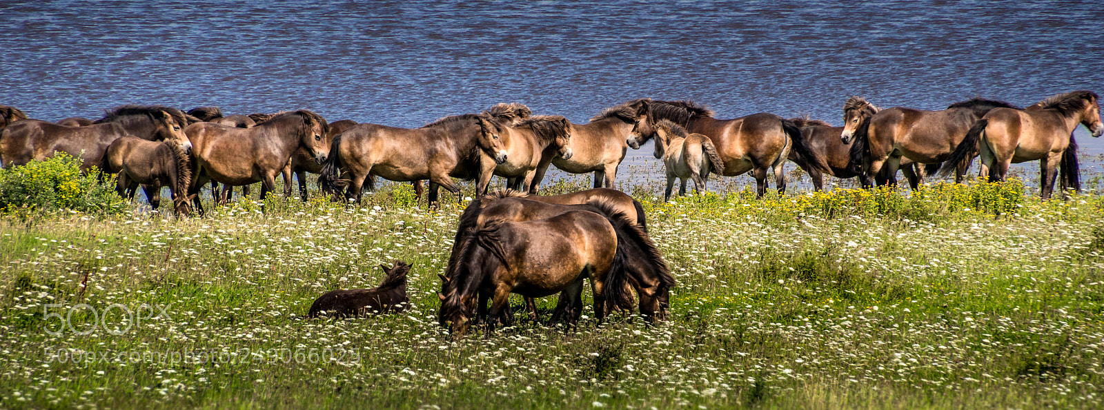 Sony ILCA-77M2 sample photo. Wild exmor ponies on photography