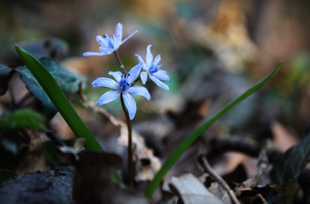 Canon EOS 600D (Rebel EOS T3i / EOS Kiss X5) sample photo. Spring mood photography