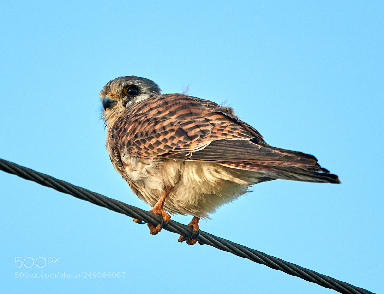 Canon EOS-1D X Mark II sample photo. 03-12-18-0007345.jpg photography