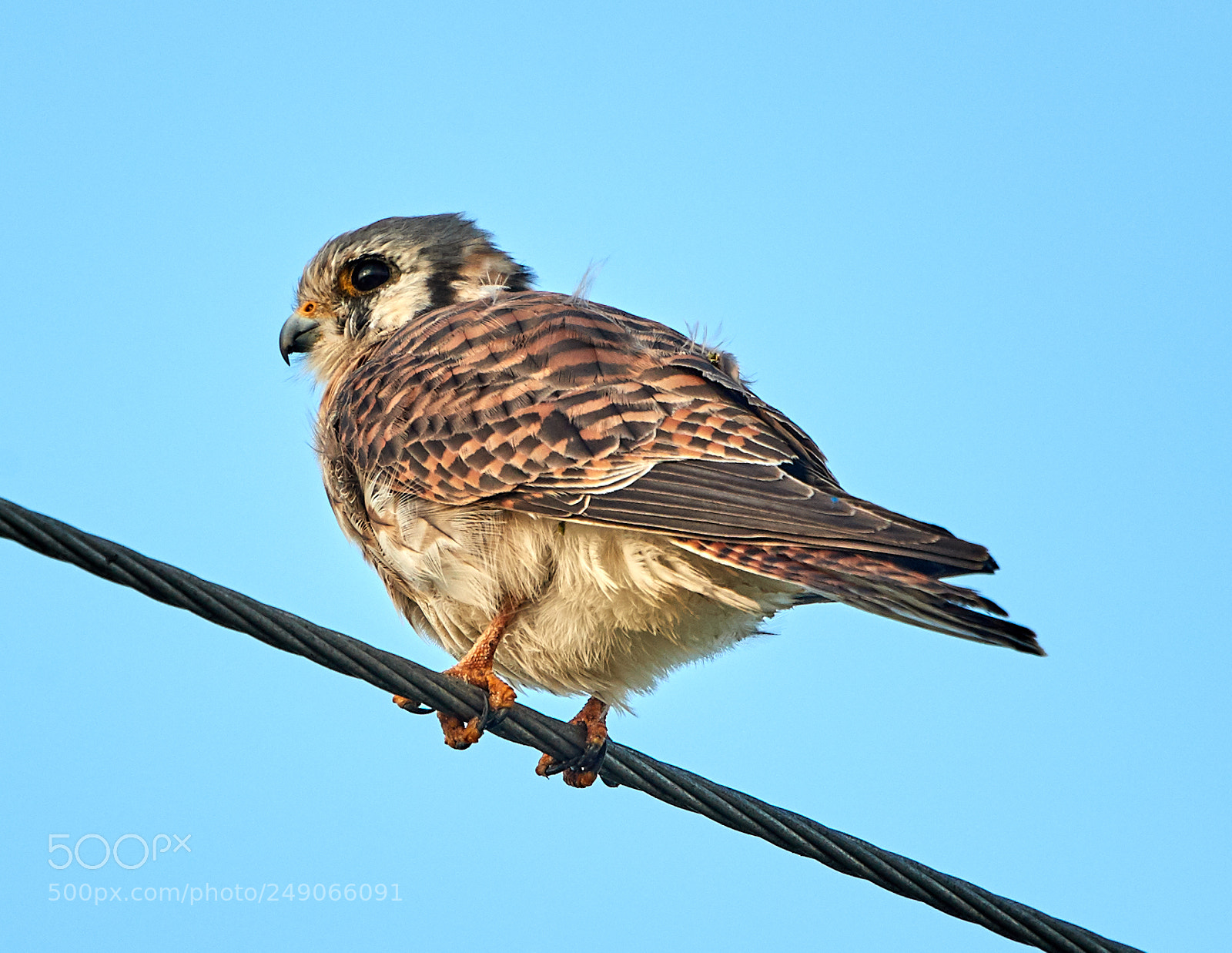 Canon EOS-1D X Mark II sample photo. 03-12-18-0007346.jpg photography