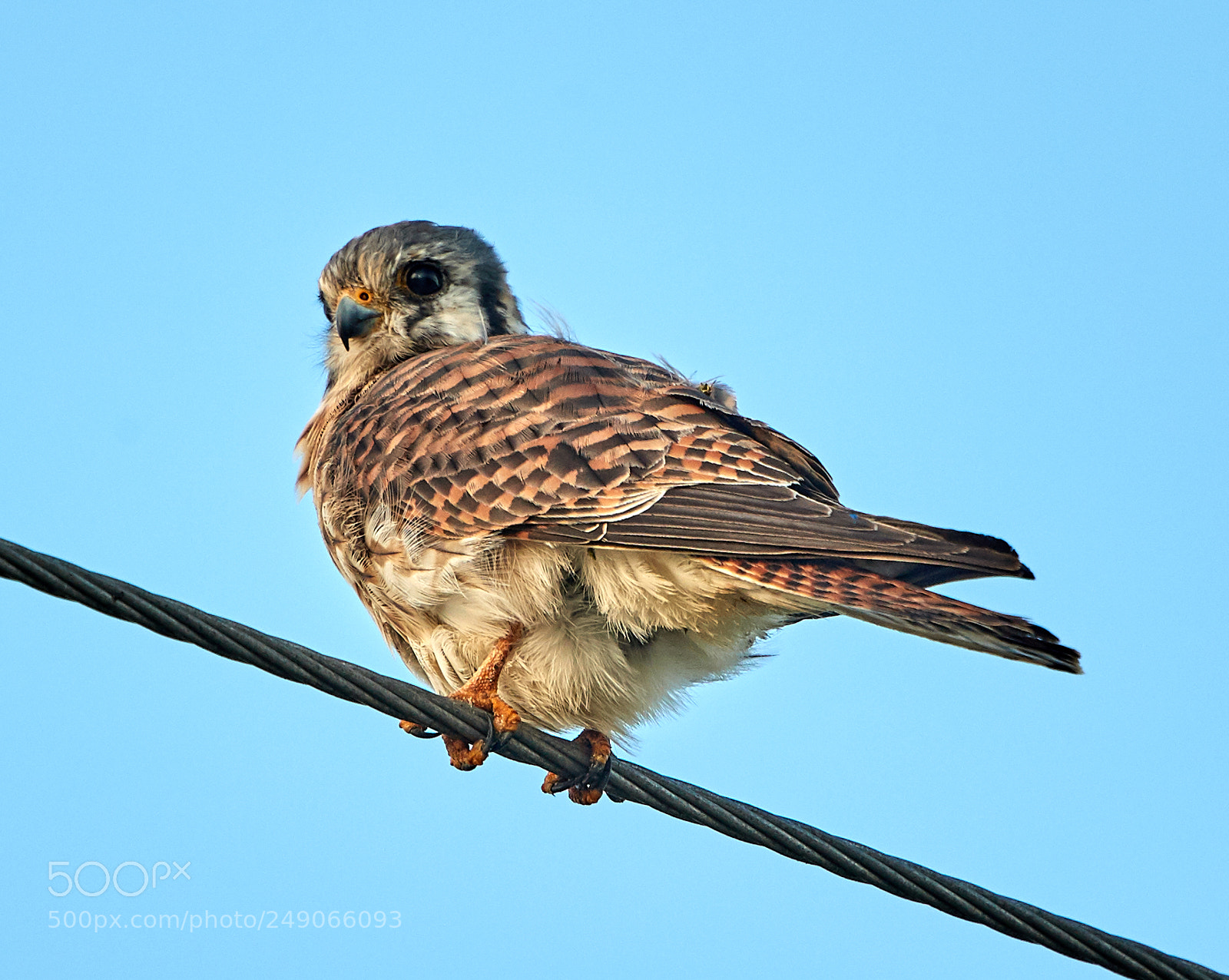 Canon EOS-1D X Mark II sample photo. 03-12-18-0007344.jpg photography