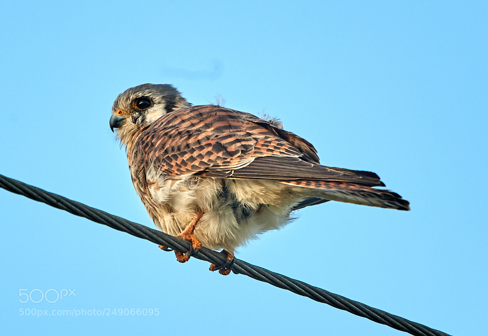 Canon EOS-1D X Mark II sample photo. 03-12-18-0007343.jpg photography