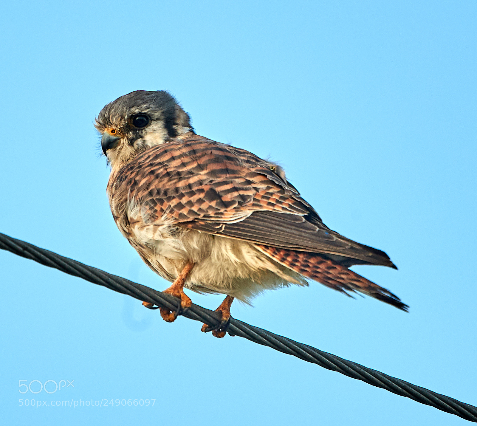 Canon EOS-1D X Mark II sample photo. 03-12-18-0007342.jpg photography