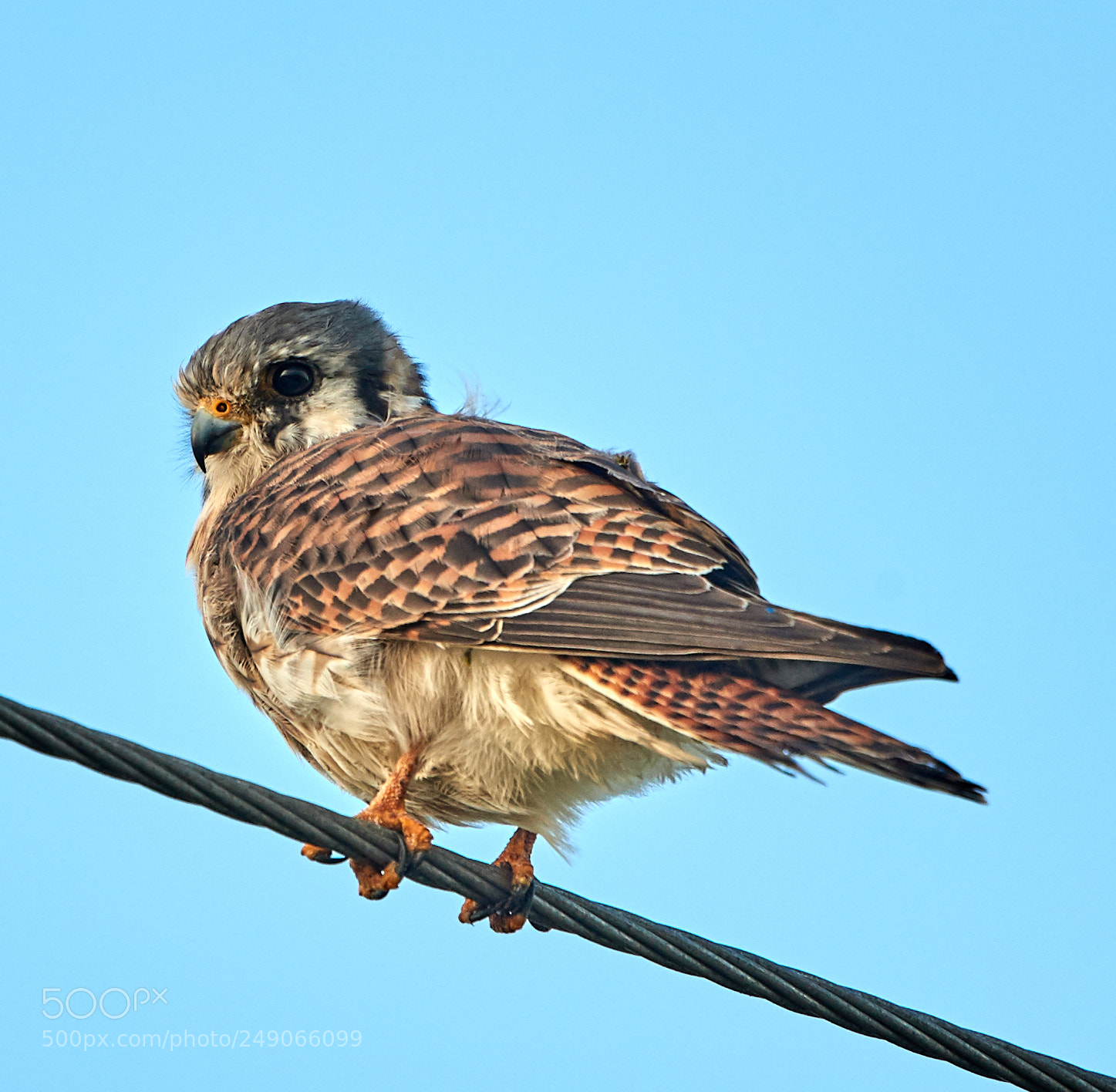 Canon EOS-1D X Mark II sample photo. 03-12-18-0007341.jpg photography