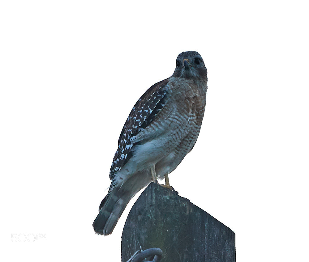 Canon EOS-1D X Mark II sample photo. 03-12-18-0007414.jpg photography