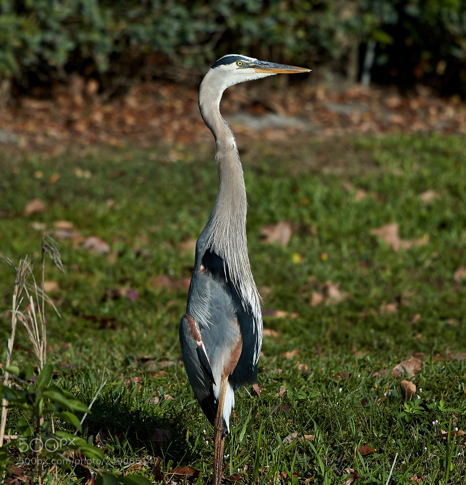 Canon EOS-1D X Mark II sample photo. 03-12-18-0007216.jpg photography