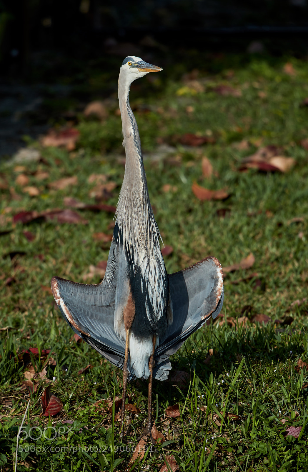 Canon EOS-1D X Mark II sample photo. 03-12-18-0007211.jpg photography