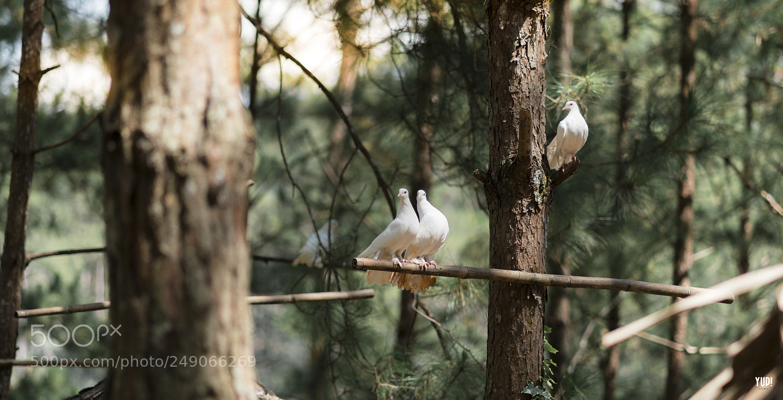 Sony a7R II sample photo. A relationship will never photography