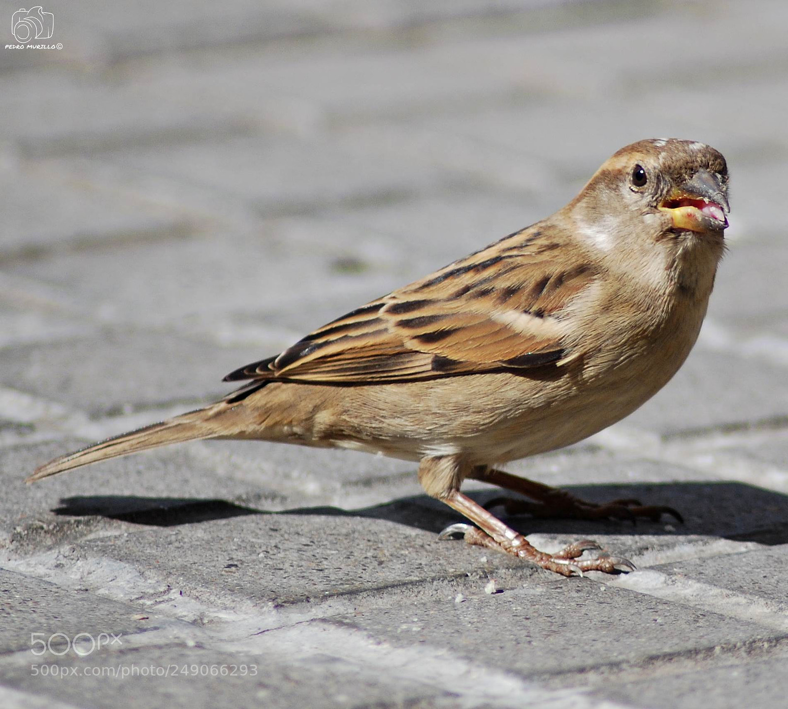 Nikon D60 sample photo. Untitled photography