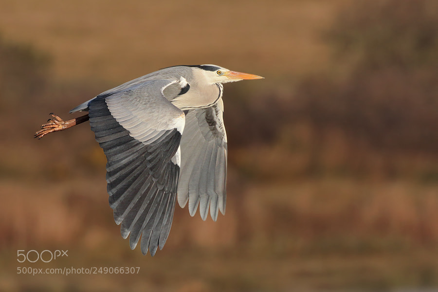 Canon EOS 7D Mark II sample photo. Grey heron photography