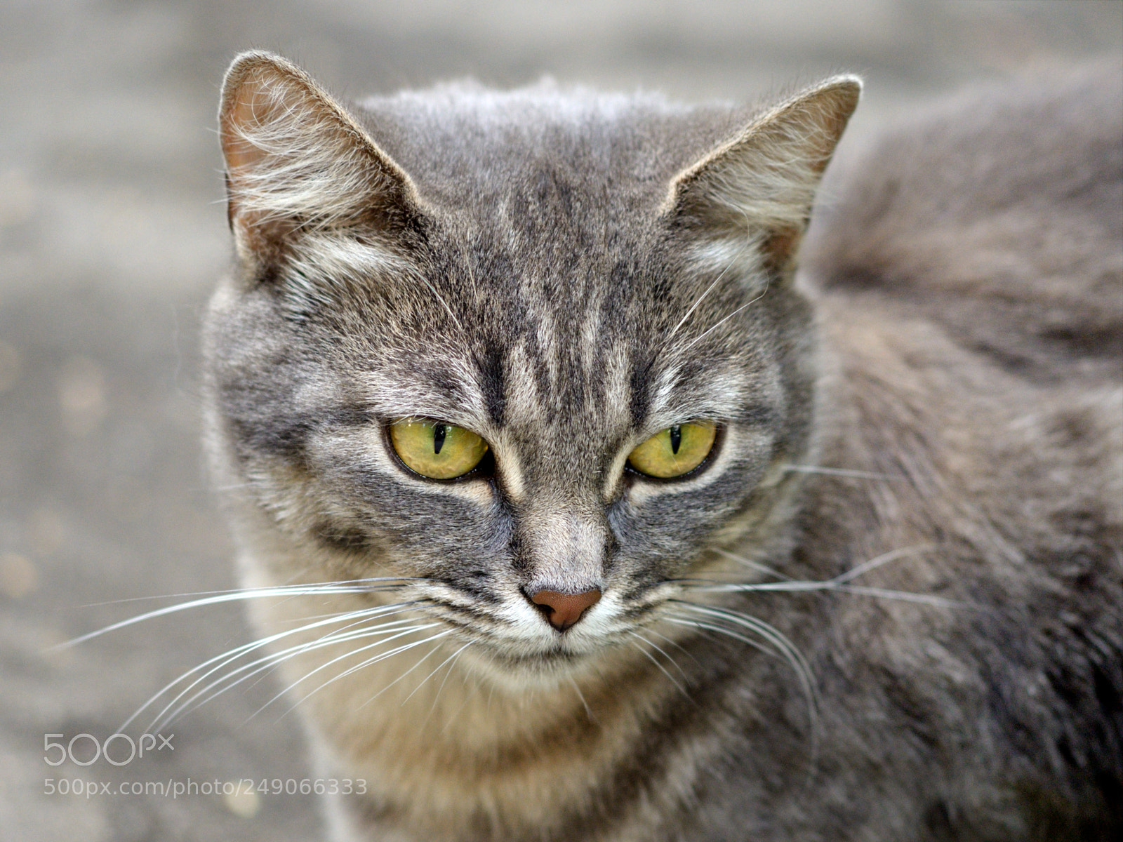 Nikon D610 sample photo. Beauty cat photography